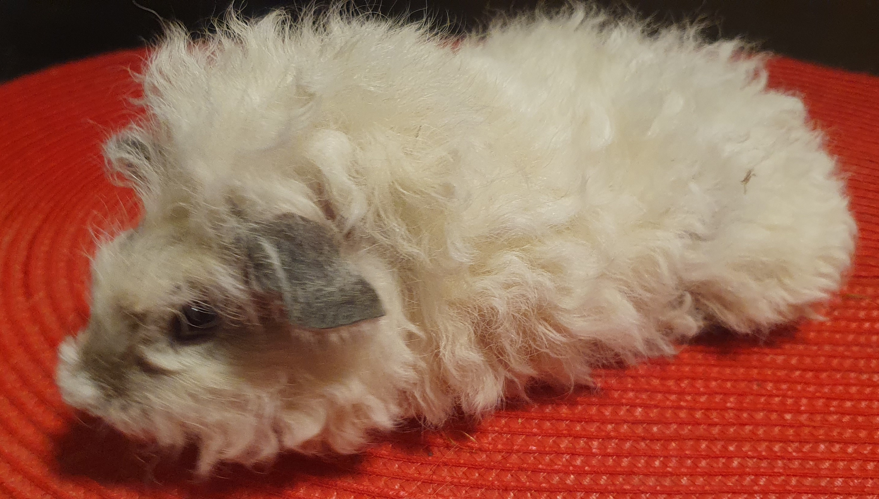 Amor Peruvian Gold<br />Popis: lunkarya, dat.narození: 28.10.2025, barva: california: černá:bílá, oko: tmavé, nádherný sameček, přesrsťuje, k odběru začátek prosince.