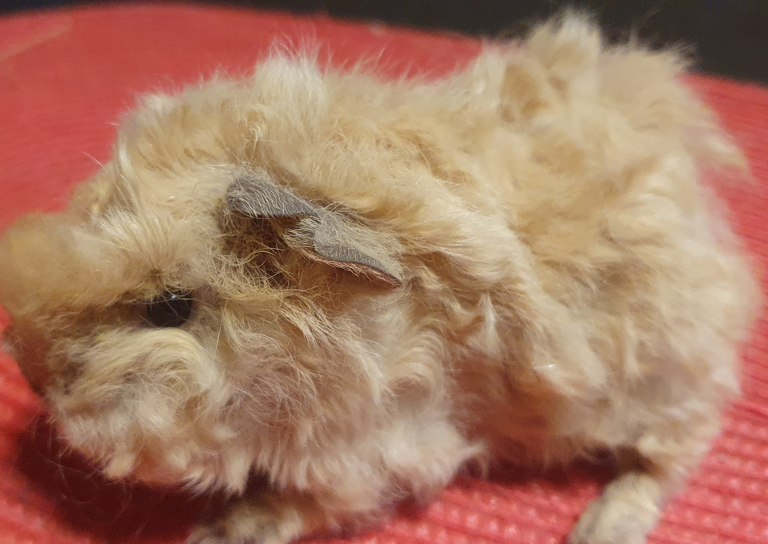 Bára Peruvian Gold<br />Popis: lunkarya, dat.nar. 14.11.25, barva: buff, oko tmavé, k odběru po 15.12.2025