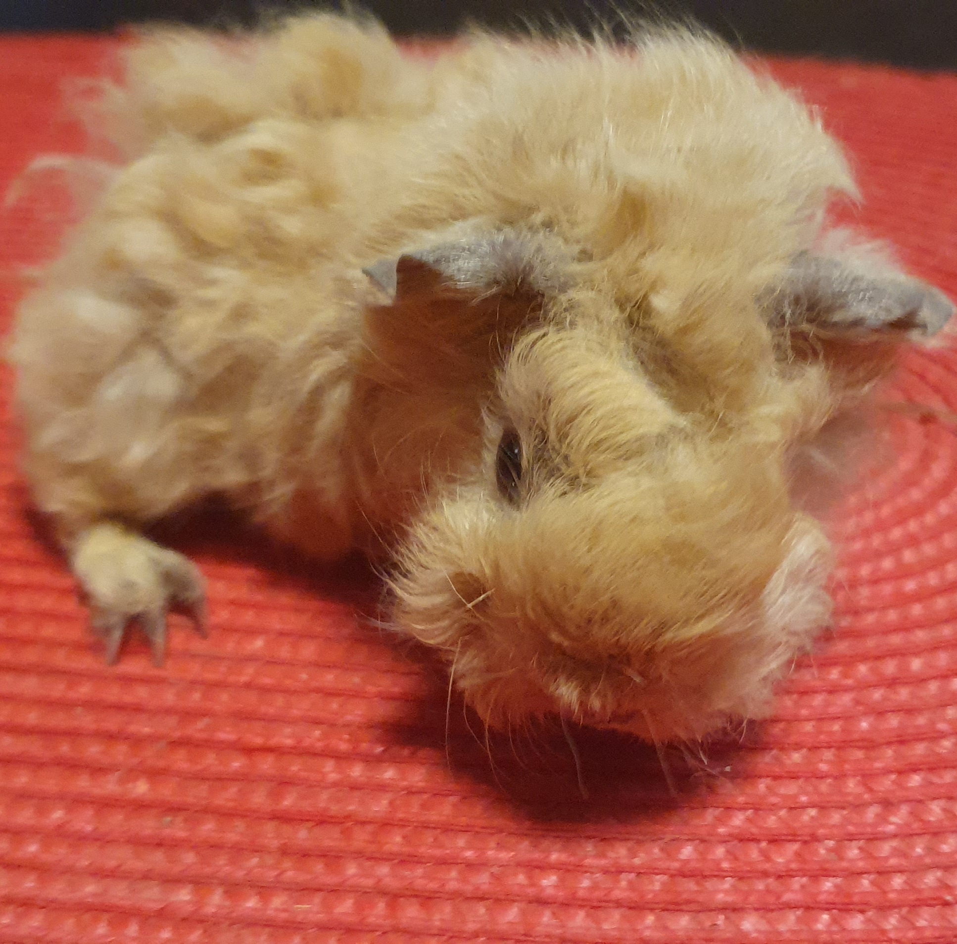 Bára Peruvian Gold<br />Popis: lunkarya, dat.nar. 14.11.25, barva: buff, oko tmavé, k odběru po 15.12.2025