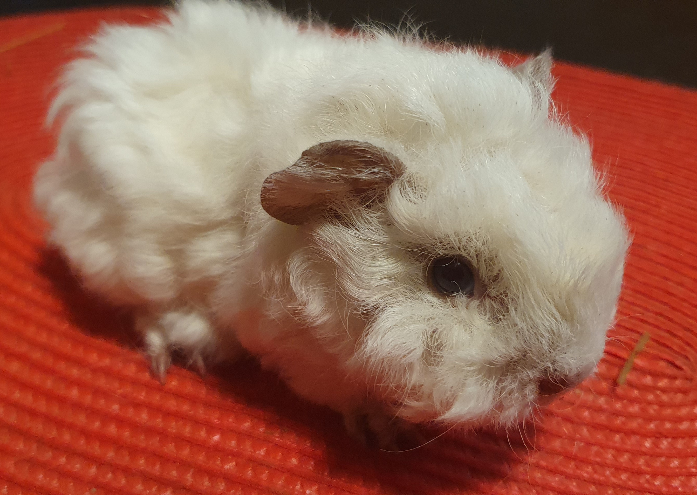 Beno Peruvian Gold<br />Popis: lunkarya, dat.nar. 14.11.25, barva: bílá, oko rubínové, k odběru po 15.12.2025