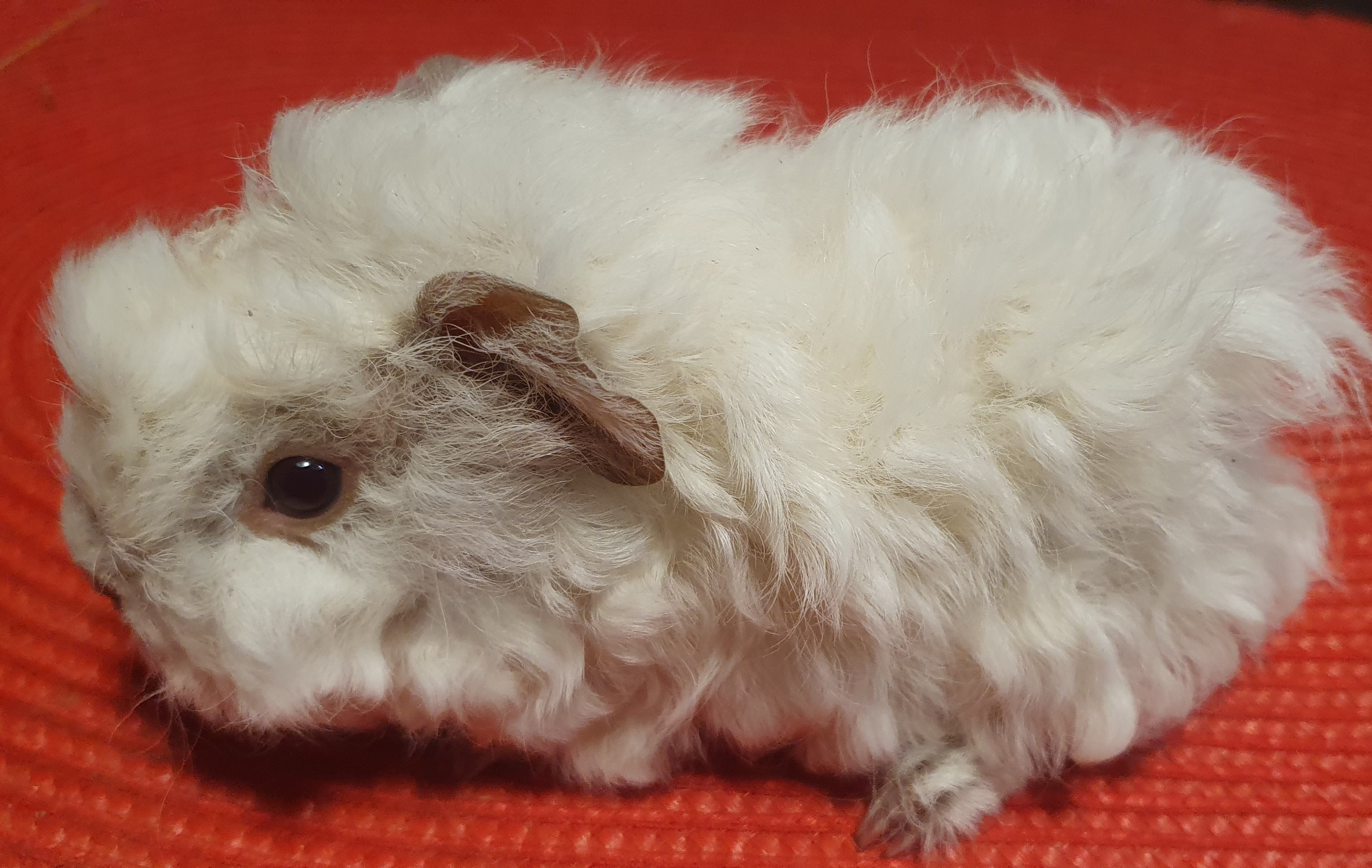 Beno Peruvian Gold<br />Popis: lunkarya, dat.nar. 14.11.25, barva: bílá, oko rubínové, k odběru po 15.12.2025