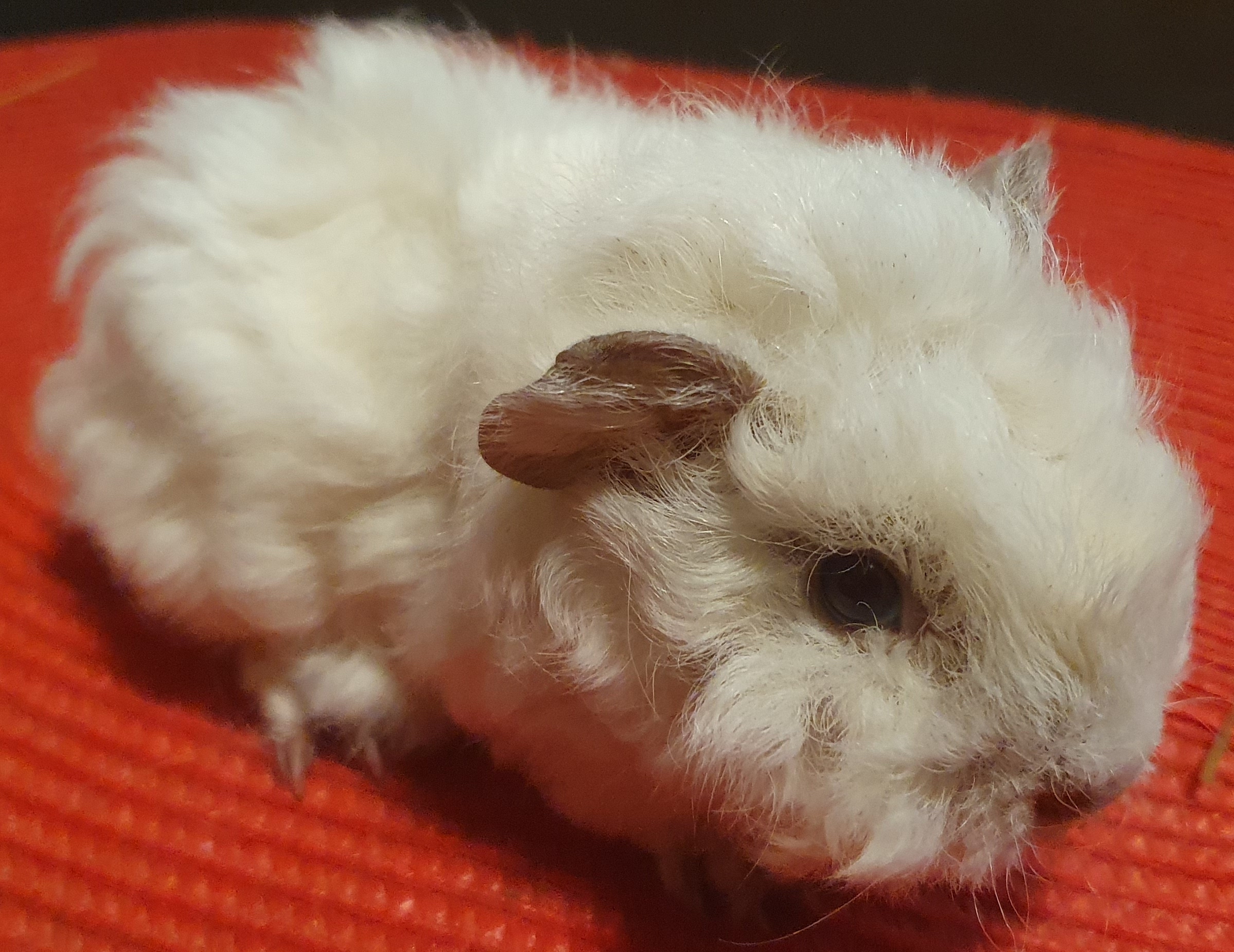 Bianka Peruvian Gold<br />Popis: lunkarya, dat.nar. 14.11.25, barva: bílá, oko rubínové, k odběru po 15.12.2025