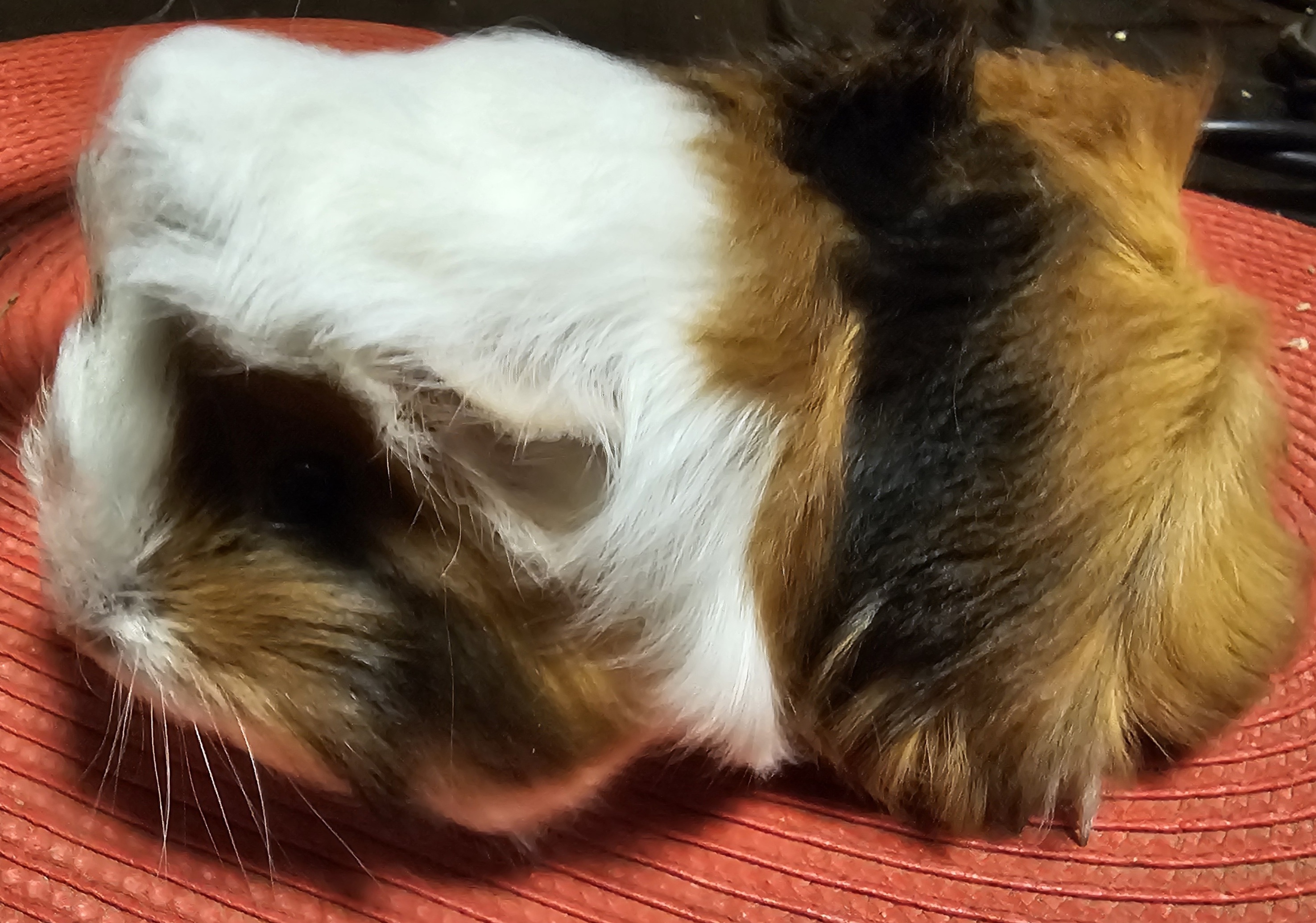 Eleonora Peruvian Gold<br />Popis: peruánec, dat. nar. 16.1.2026, barva černá-červená-bílá, ok: tmavé, číslo registrace: 0837/25