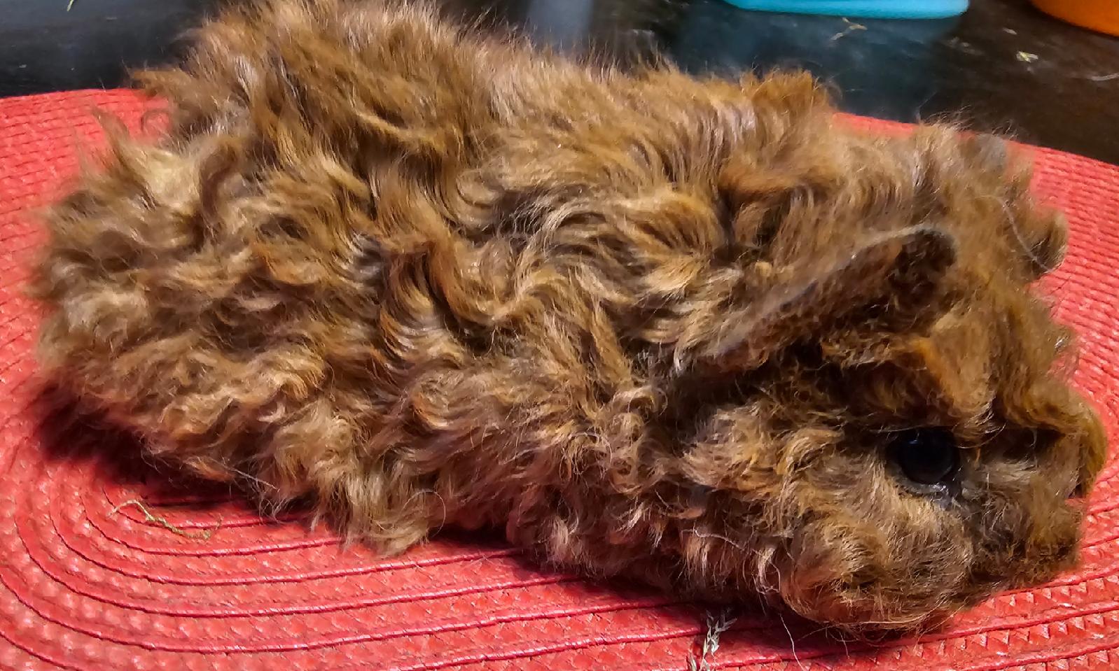 Figo Peruvian Gold<br />Popis: lunkarya, dat.nar. 21.1.2026, nejspíše barva california: černá: červená  oko: tmavé. Nádherný sameček do chovu, kresba kalifornia se vybarví na 80 %, jinak zůstane červený, nicméně velmi pěkně stavěný velký sameček vhodný do chovu,  k odběru po 21.2.