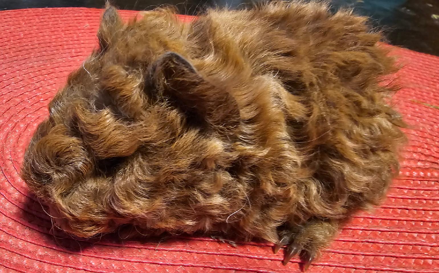 Figo Peruvian Gold<br />Popis: lunkarya, dat.nar. 21.1.2026, nejspíše barva california: černá: červená  oko: tmavé. Nádherný sameček do chovu, kresba kalifornia se vybarví na 80 %, jinak zůstane červený, nicméně velmi pěkně stavěný velký sameček vhodný do chovu,  k odběru po 21.2.