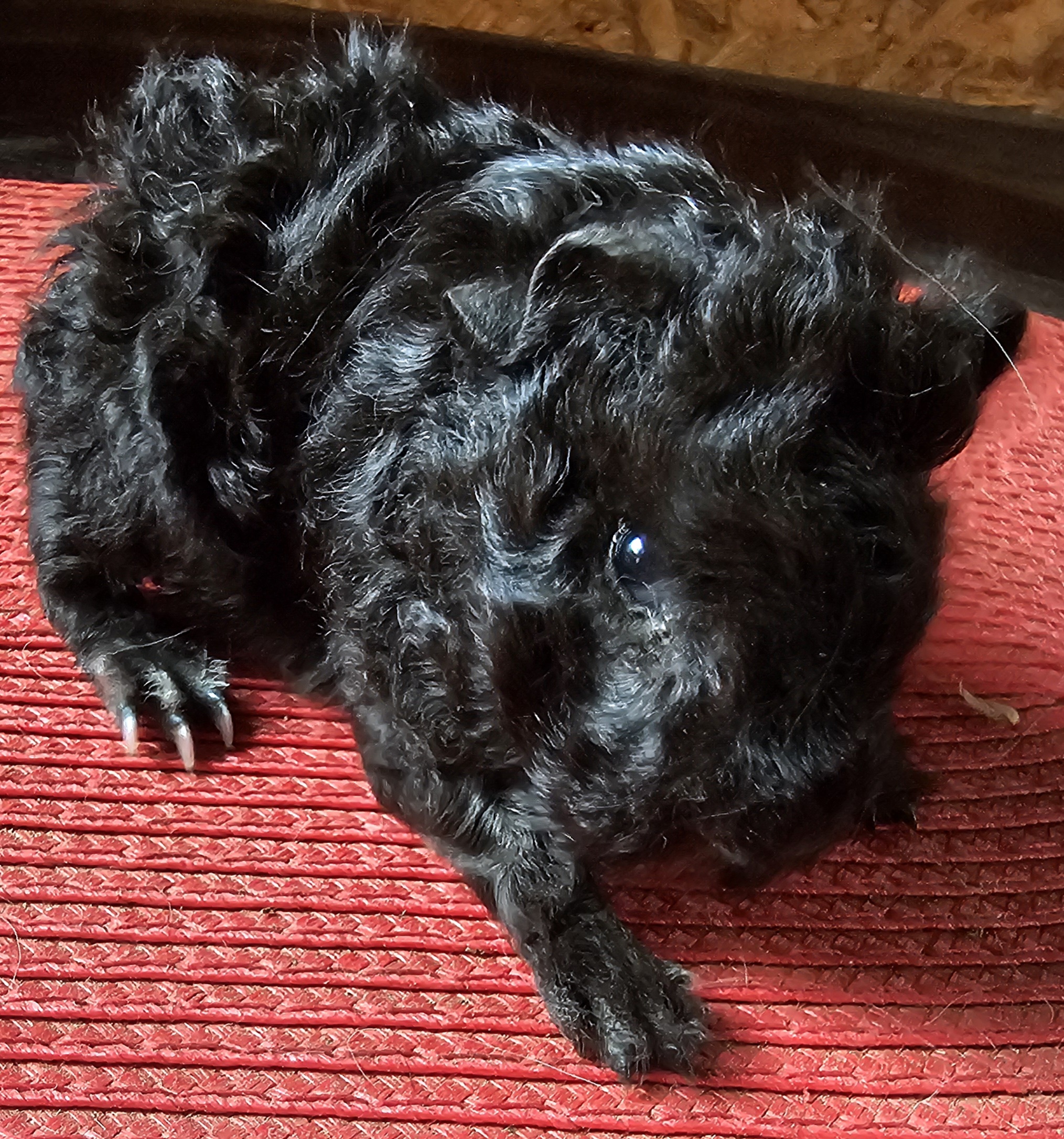 Jeremy Peruvian Gold<br />Popis: lunkarya, datum narození: 3.4.2026, barva: černá s bílou, oko: tmavé. Krásný sameček k odběru po 3.5. 2026