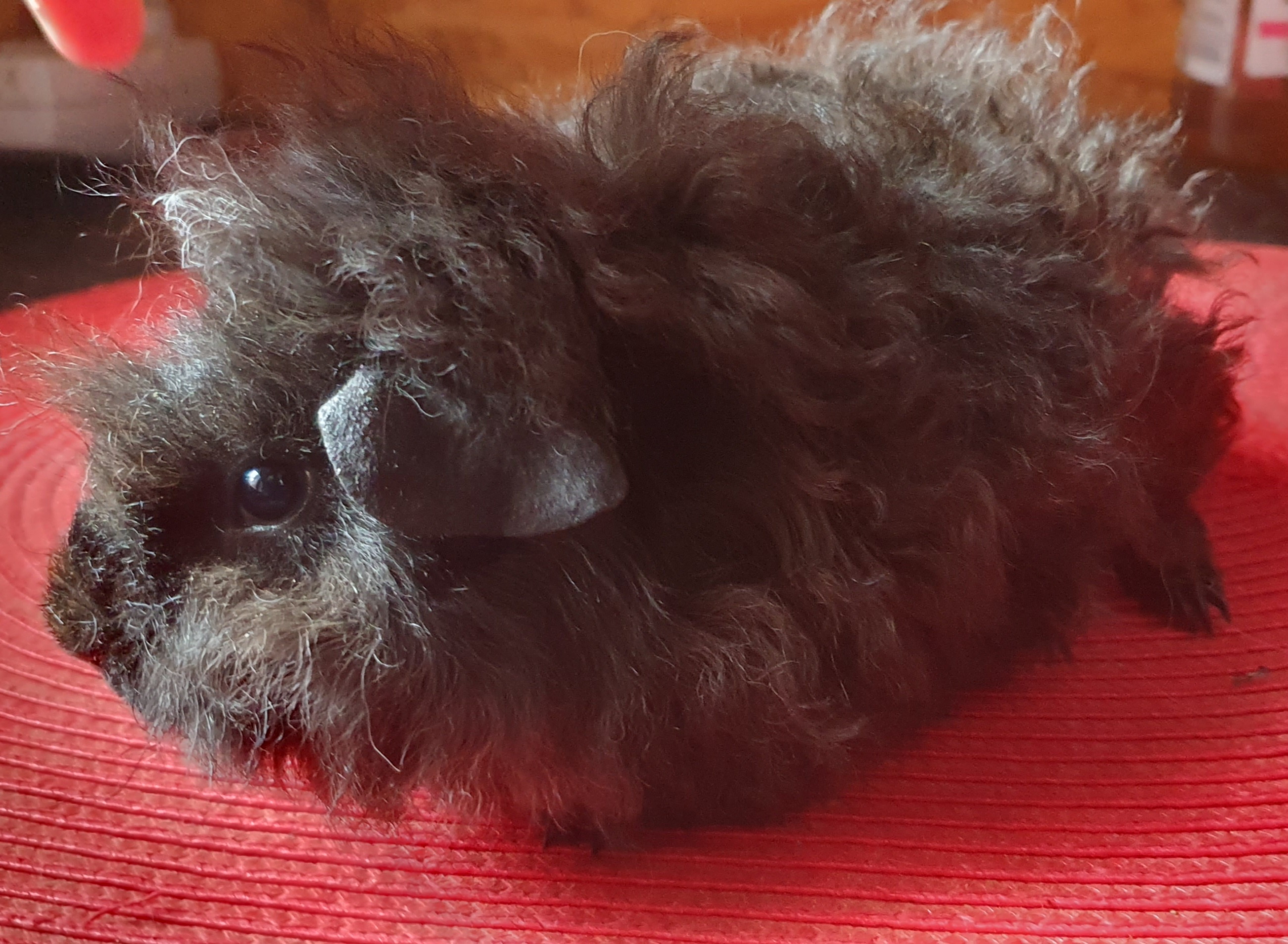 Urxik Peruvian Gold<br />Popis: lunkarya, dat.nar. 28.8.2025, barva: černá s bílou (šiml), oko: tmavé, pěkný sameček do hobby chovu. Odběr ihned.