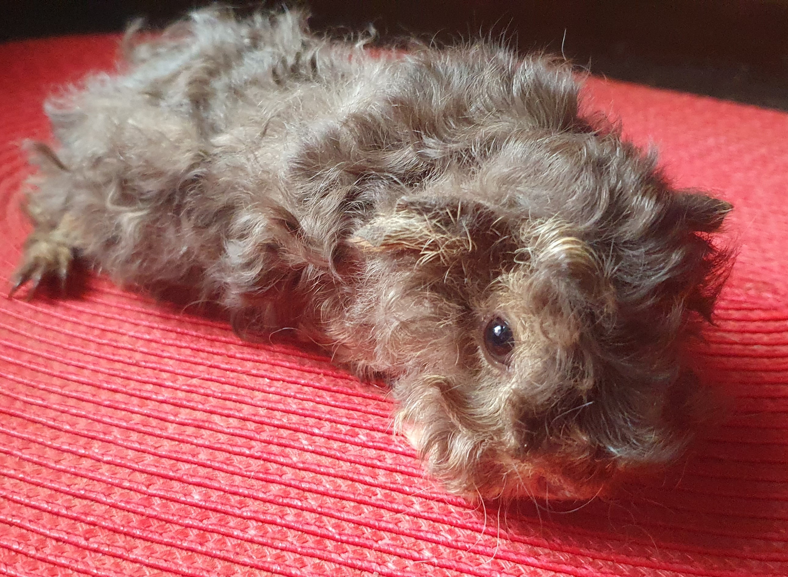 Xenon Peruvian Gold<br />Popis: peruánec - lunkarya, datum narození: 23.9. 2025, barva: čokoládový otter, oko rubínové, k odběru 23.10.