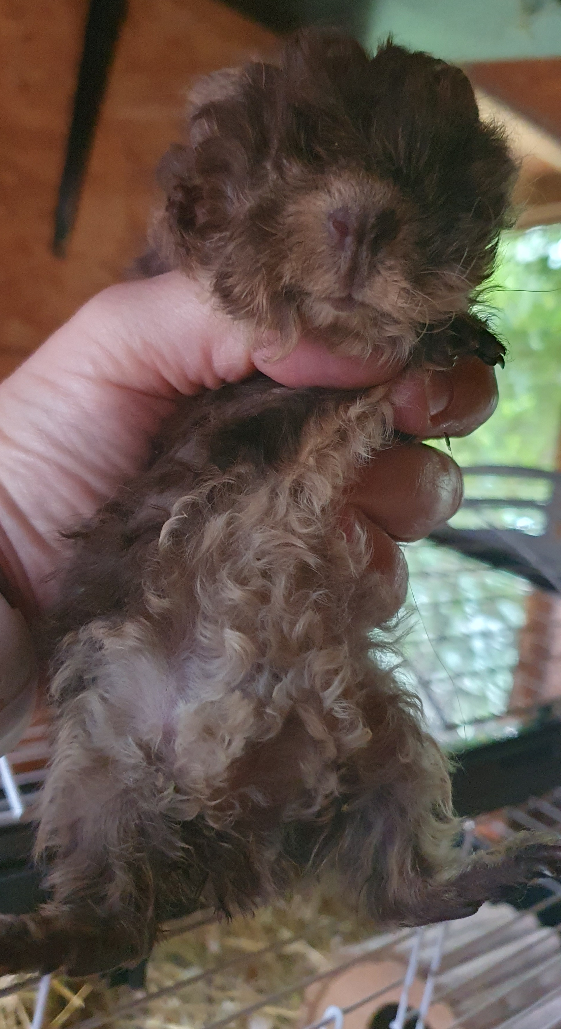 Xenon Peruvian Gold<br />Popis: peruánec - lunkarya, datum narození: 23.9. 2025, barva: čokoládový otter, oko rubínové, k odběru 23.10.