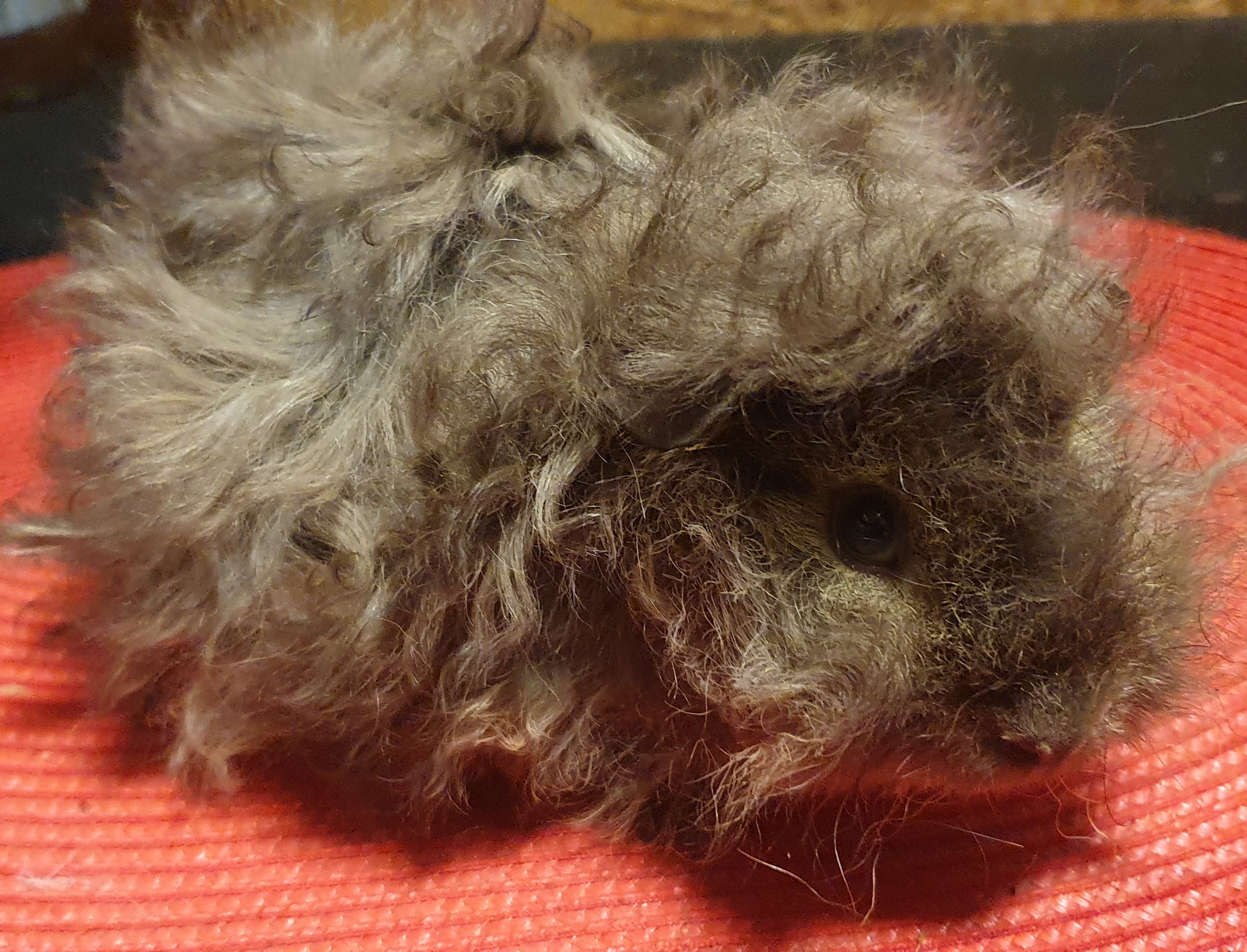 Xenon Peruvian Gold<br />Popis: peruánec - lunkarya, datum narození: 23.9. 2025, barva: čokoládový otter, oko rubínové, k odběru ihned. Může jít s Benem.