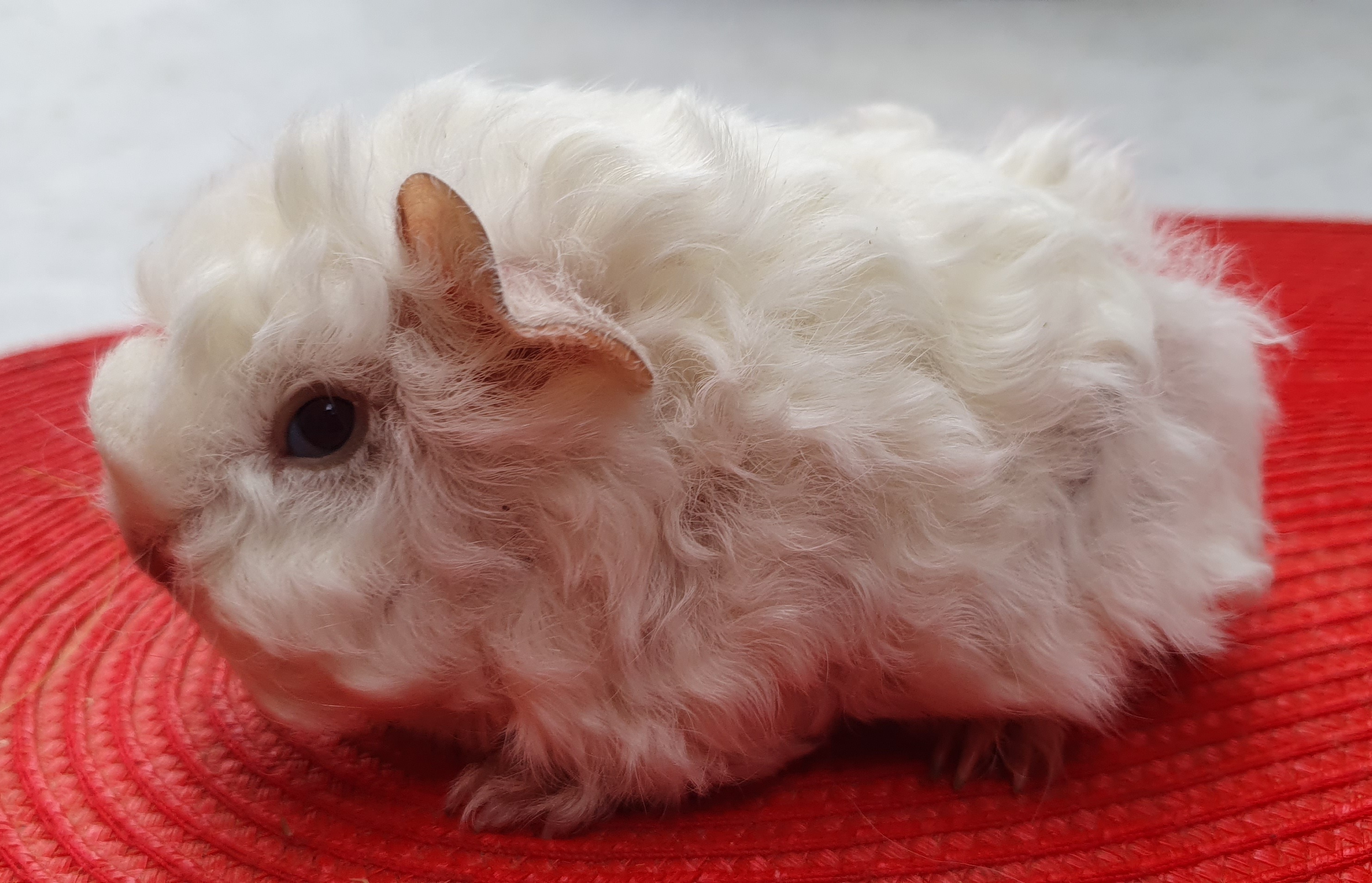 York Peruvian Gold<br />Popis: peruánec - lunkarya, dat: narození: 9.10.2025, barva: bílá, oko růbínové.  K odběru 9.11.25