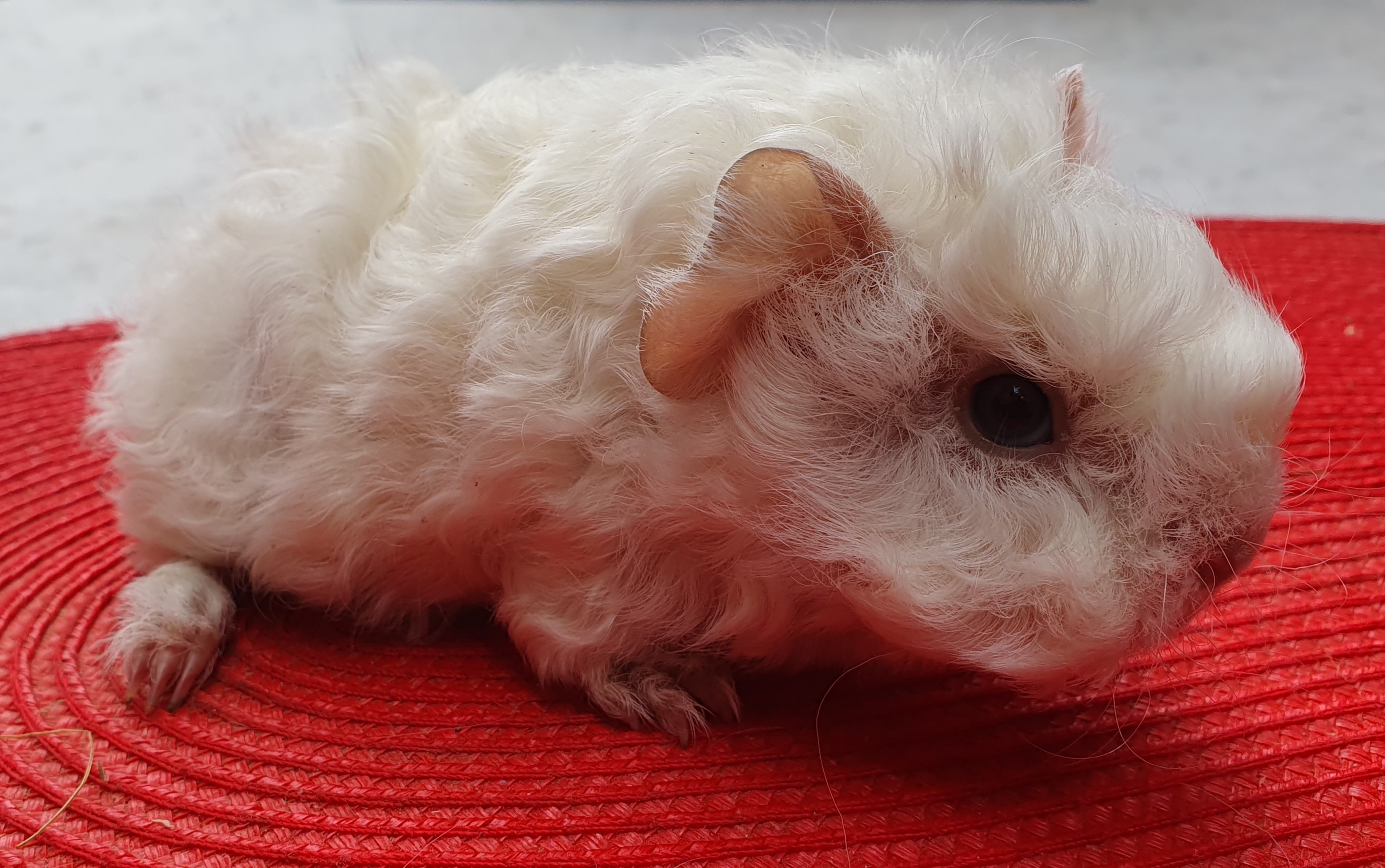 York Peruvian Gold<br />Popis: peruánec - lunkarya, dat: narození: 9.10.2025, barva: bílá, oko růbínové.  K odběru 9.11.25