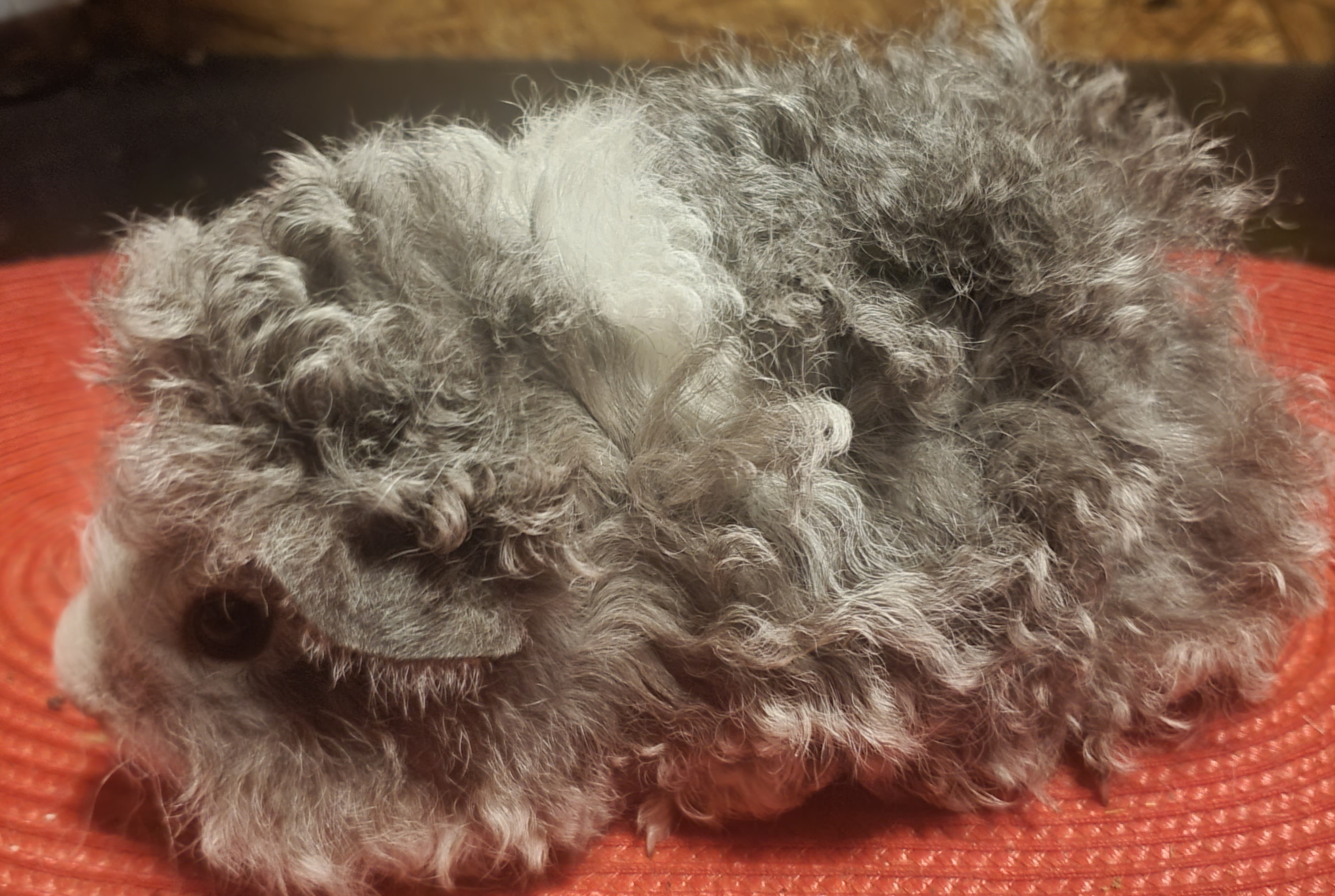 Zana Peruvian Gold<br />Popis: lunkarya, dat. nar.: 26.10.2025, barva: aguti černá/bílá -bílá, oko: tmavé, urostlá samička spíš do hobby chovu, ale velmi pěkná (černá je světlejší). K odběru 26.11.2025